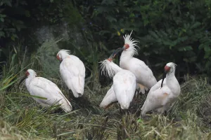 Threskiornithidae Prints: Crested ibis (Nipponia nippon) Yangxian Nature Reserve, Shaanxi, China. Endangered species