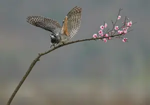 Taking Off Prints: Crested kingfisher (Megaceryle lugubris) perched on a branch