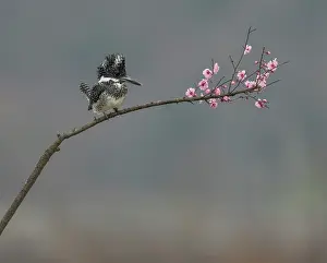 Beautiful Prints: Crested kingfisher (Megaceryle lugubris) perched on a branch Dongzhai, China
