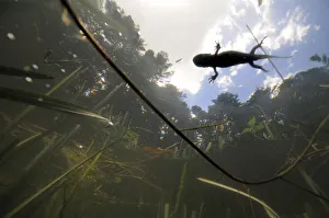 Unusual Angle Prints: Crested Newt (Triturus cristatus carnifex) underwater view of female swimming on surface