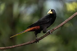 Colombia Prints: Crested oropendola (Psarocolius decumanus) perched on branch