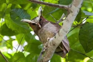 Crested Owl (Lophostrix cristata) lowland rainforests near Cristalino Jungle Lodge