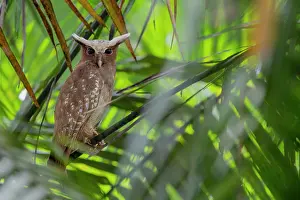 Amazon Prints: Crested owl (Lophostrix cristata) perched in tree, Yasuni National Park, Orellana, Ecuador