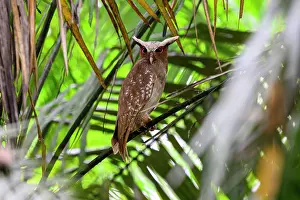 Ecuador Prints: Crested owl (Lophostrix cristata) roosting in rainforest canopy