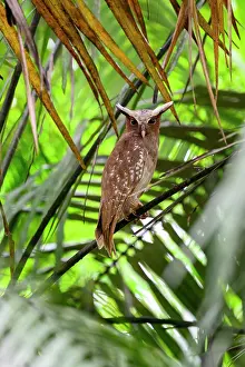 Strigiformes Prints: Crested owl (Lophostrix cristata) roosting in rainforest canopy