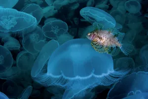 Protector Prints: Crested sculpin (Blepsias bilobus) hiding in smack of Moon jellyfish (Aurelia aurita)