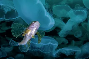 Protector Prints: Crested sculpin (Blepsias bilobus) hiding in smack of Moon jellyfish (Aurelia aurita)