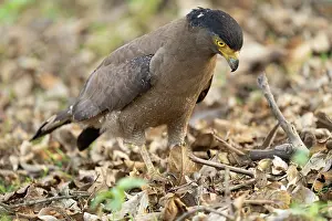 Accipitriformes Prints: Crested serpent eagle (Spilornis cheela) walking on the ground