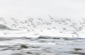 Sterninae Prints: Crested terns (Thalasseus bergii)