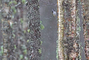 Crested tit (Lophophanes cristatus) clinging to lichen covered tree in snowfall, Scotland