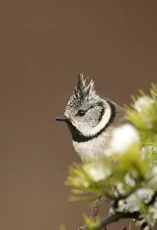 Crested tit (Lophophanes cristatus) perched on snowy conifer branch, Scotland, March