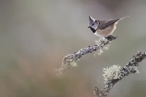 Images Dated 18th January 2015: Crested tit (Lophophanes cristatus) perching on lichen covered branch, Glenfeshie