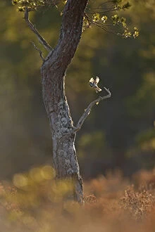 Crested tit (Lophophanes cristatus) taking flight from pine tree in the Cairngorms National Park