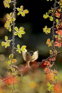 Paridae Prints: Crested tit (Lophophanes cristatus) about to land on Elmleaf blackberry