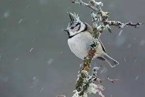 Paridae Prints: Crested tit (Lophophanes cristatus) perched on branch in falling snow