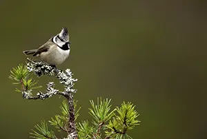 Paridae Prints: Crested tit (Lophophanes cristatus) perched on lichen-covered branch in a conifer tree