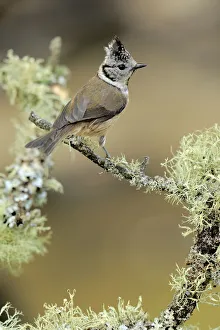 Lophophanes Prints: Crested tit (Lophophanes cristatus) perched on lichen covered twig, Sierra de Grazalema