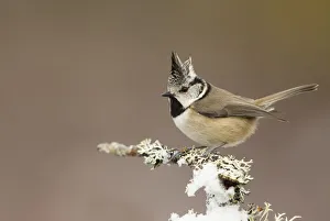 Crested tit (Lophophanes cristatus) perched on snowy conifer branch, Scotland, March