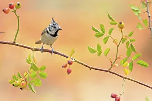 Paridae Prints: Crested tit (Lophophanes cristatus) Sierra de Grazalema Natural Park