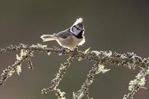 2019 August Highlights Gallery: Crested tit (Parus cristatus) backlit on lichen-covered branch, Inshriach Forest