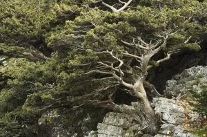 Peter Lilja Prints: Cretan / Mediterranean cypress (Cupressus sempervirens) growing on rock, Imbros, Crete