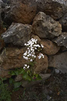 Cretan valerian (Valeriana asarifolia) in flower growing between rocks, Prina, Crete