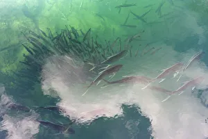 Crevalle Jack (Caranx hippos) and other fish entering Homosassa Spring for the winter