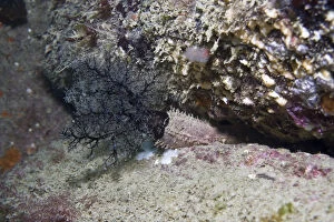Crevice sea cucumber (Aslia lefevrei) in rock crevice, Channel Isles, UK, April