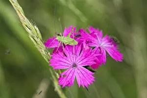 Orthoptera Prints: Cricket nymph on Carthusian pink (Dianthus carthusianorum) East Slovakia, Europe