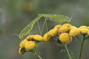Ensifera Prints: Two Crickets (Phaneroptera sp. ) feeding on Tansy (Tanacetum vulgare) in the rain