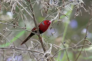 Riverine Forest Prints: Crimson finch (Neochmia phaeton) female