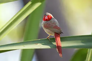Pandanaceae Prints: Crimson finch (Neochmia phaeton) female