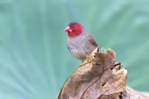 Estrildid Prints: Crimson finch (Neochmia phaeton) female perched on a dead water lily leaf