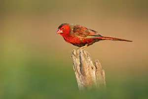 Estrildid Prints: Crimson finch (Neochmia phaeton) male