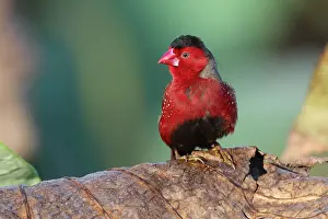 Estrildid Prints: Crimson finch (Neochmia phaeton) male perched on a dead water lily leaf