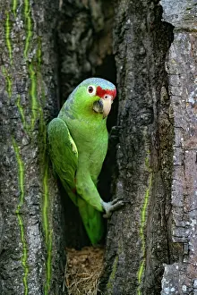 Nest Hole Prints: Crimson-fronted parakeet (Psittacara finschi) peering out of nest hole