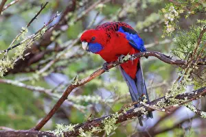 Psittaculidae Prints: Crimson rosella (Platycercus elegans) perched on branch