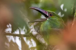 Crimson-rumped toucanet (Aulacorhynchus haematopygus) calling, Mashpi, Pichincha, Ecuador