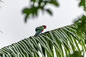 Fiji Prints: Crimson shining-parrot (Prosopeia splendens) perched on a palm tree leaf