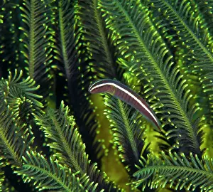 Moluccas Prints: Crinoid clingfish (Discotrema crinophila) living among the arms of Feather star (Crinoidea)