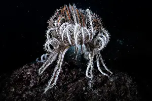 Echinoderm Prints: Crinoid (Comaster nobilis) elevating itself upon several arms
