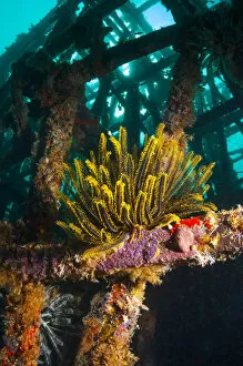 Crinoid (Crinoidea) on artificial reef. Mabul, Malaysia