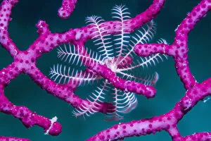 Images Dated 19th March 2020: Crinoid (Crinoidea) on Soft coral (Alcyonacea). Derawan Islands, East Kalimantan