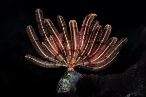 Unfurling Prints: Crinoid (Cyllometra manca) resting on high point of reef