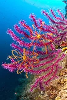 May 2021 Highlights Collection: Crinoid or feather star (Antedon mediterranea) on Violescent sea whip or Red sea fan