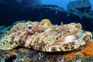 Sinai Prints: Crocodile flathead (Cymbacephalus beauforti) waiting to ambush prey on SS Thistlegorm Wreck