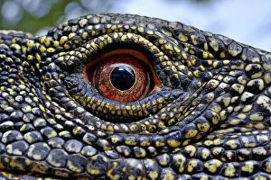 Animal Eye Gallery: Crocodile monitor (Varanus salvadorii) close up eye, captive, occurs in New Guinea