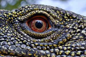 Animal Scale Gallery: Crocodile monitor (Varanus salvadorii) close up eye, captive, occurs in New Guinea