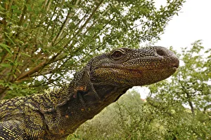 Crocodile monitor (Varanus salvadorii) portrait, captive, occurs in New Guinea Crocodile monitor (Varanus salvadorii) portrait, captive, occurs in New Guinea