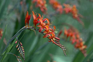 Crocosmia Lucifer montbretia flowers, cultivated plant growing in garden